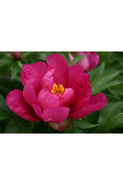 Paeonia ITOH Yankee Doodle Dandy